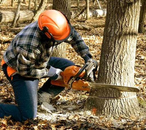 Tree Removal in Baxter, IA